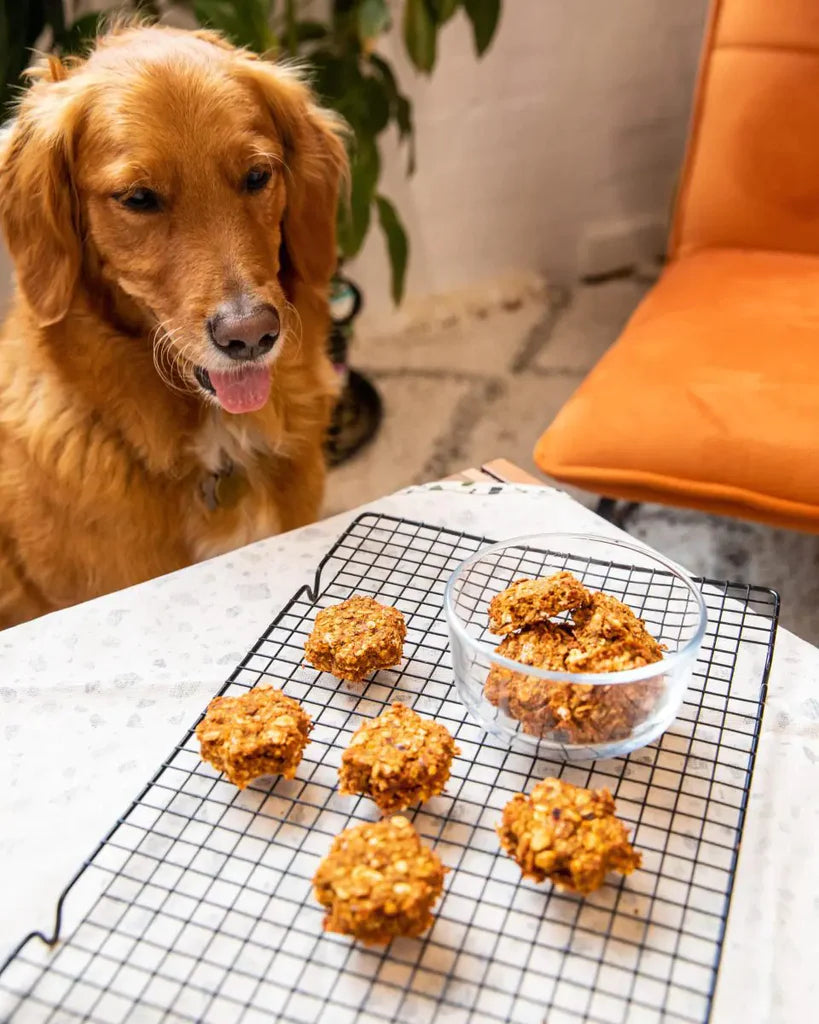 Pulpy Dog Treats – Kuvings España